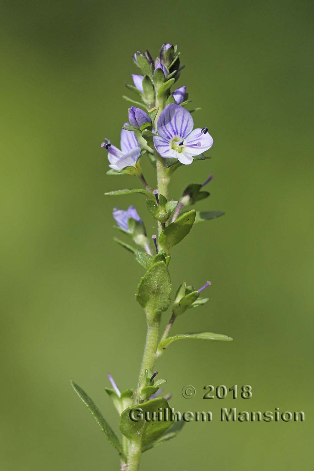 Veronica serpyllifolia