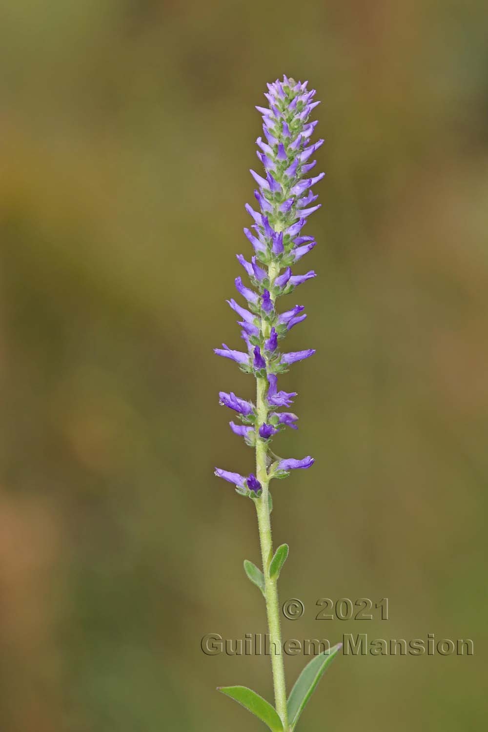 Veronica spicata