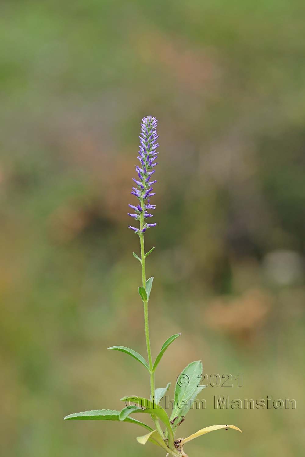 Veronica spicata