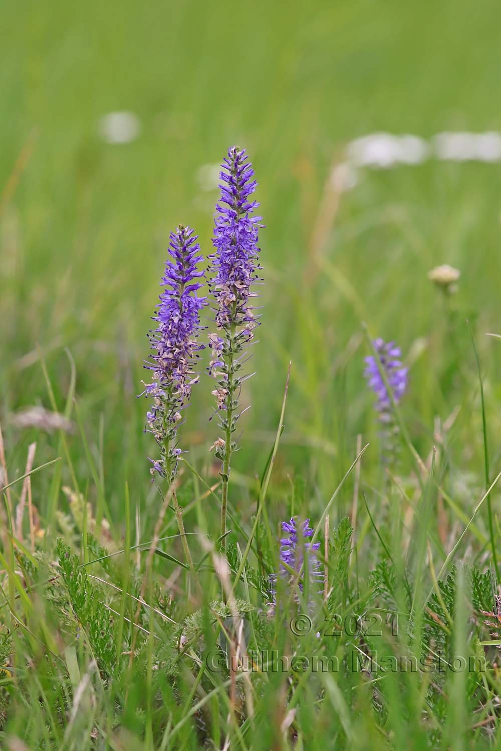 Veronica spicata