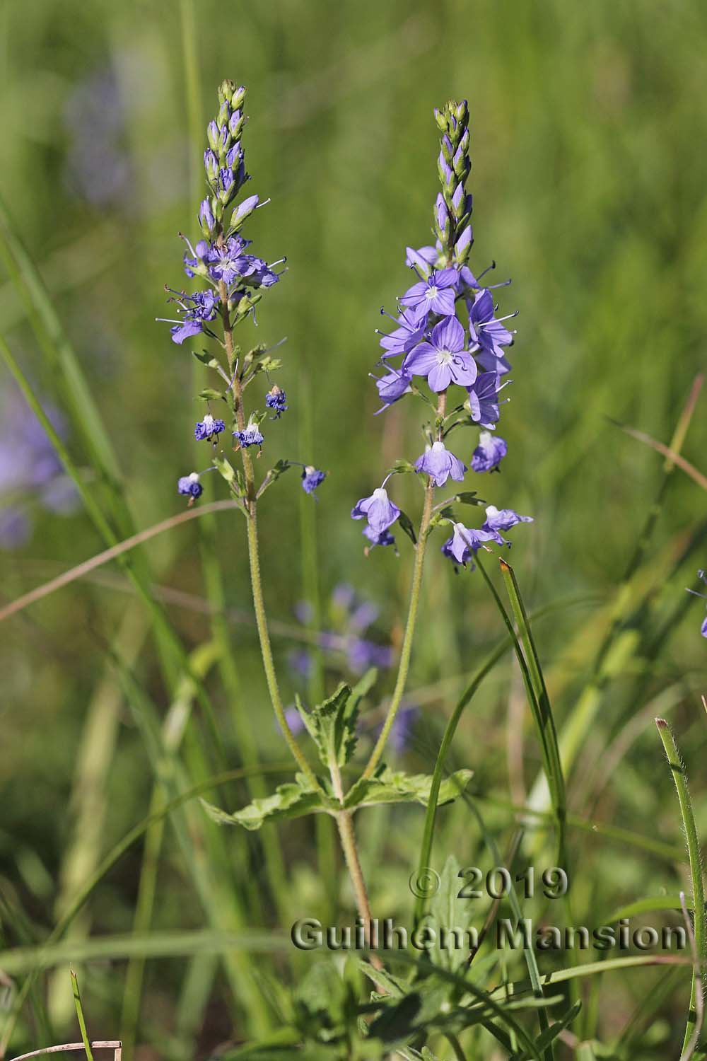 Veronica teucrium