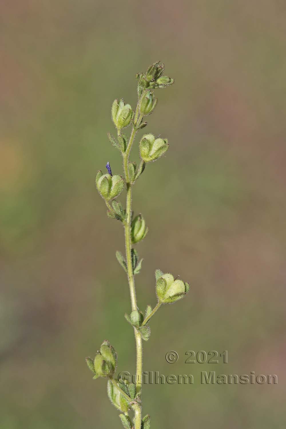 Veronica triphyllos