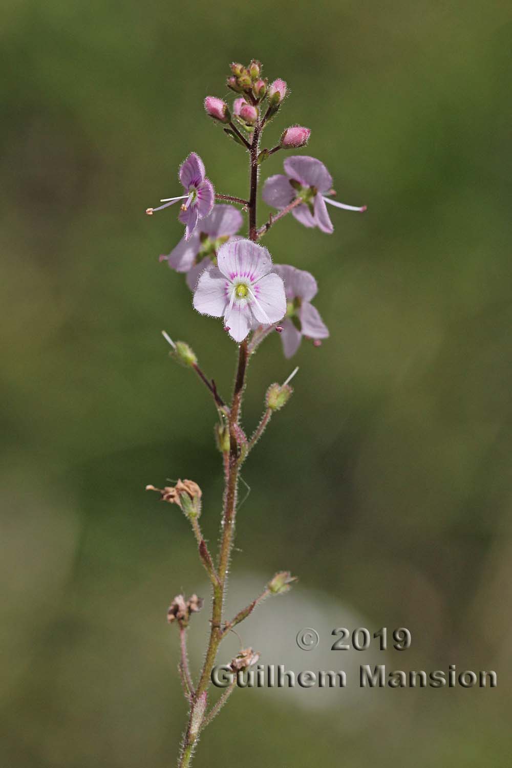 Veronica urticifolia