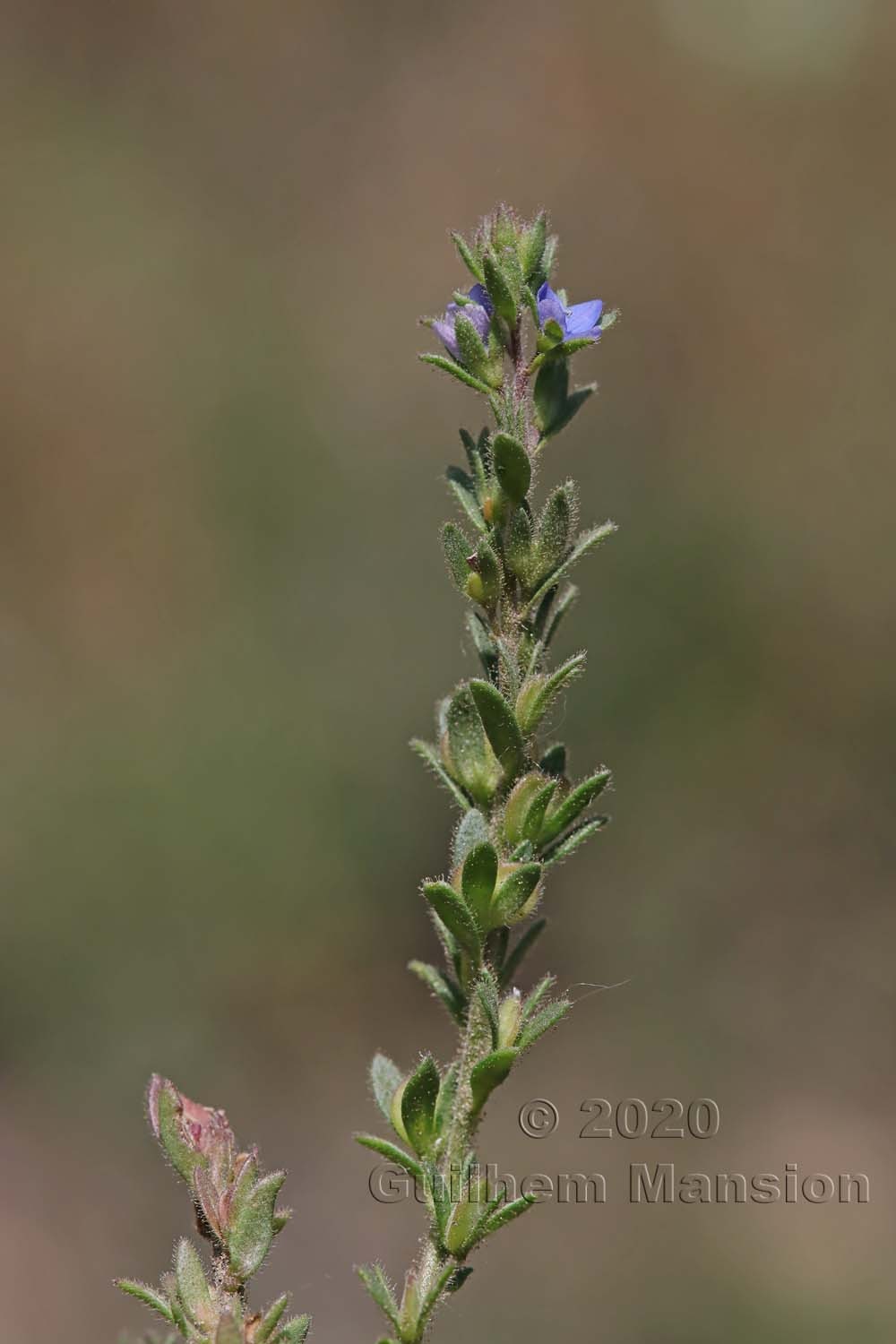 Veronica verna