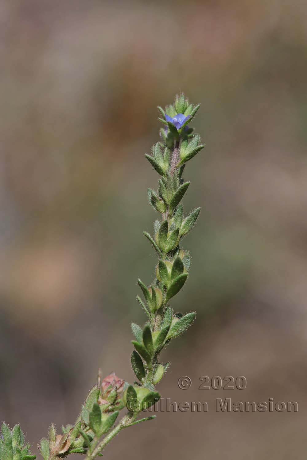 Veronica verna