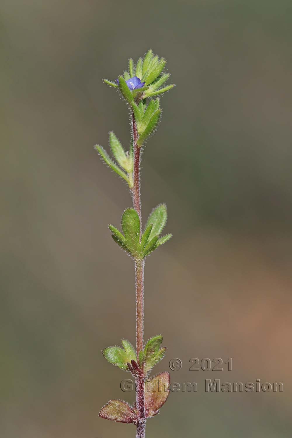 Veronica verna