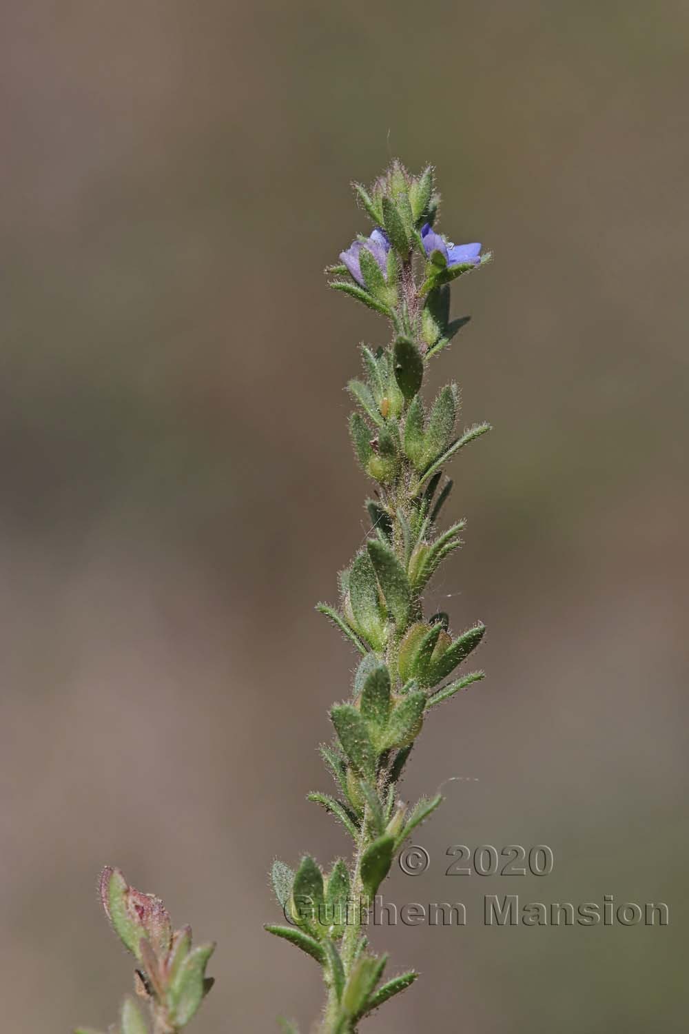 Veronica verna