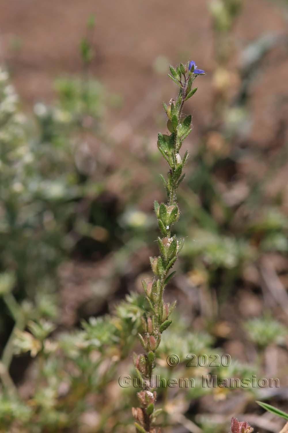 Veronica verna