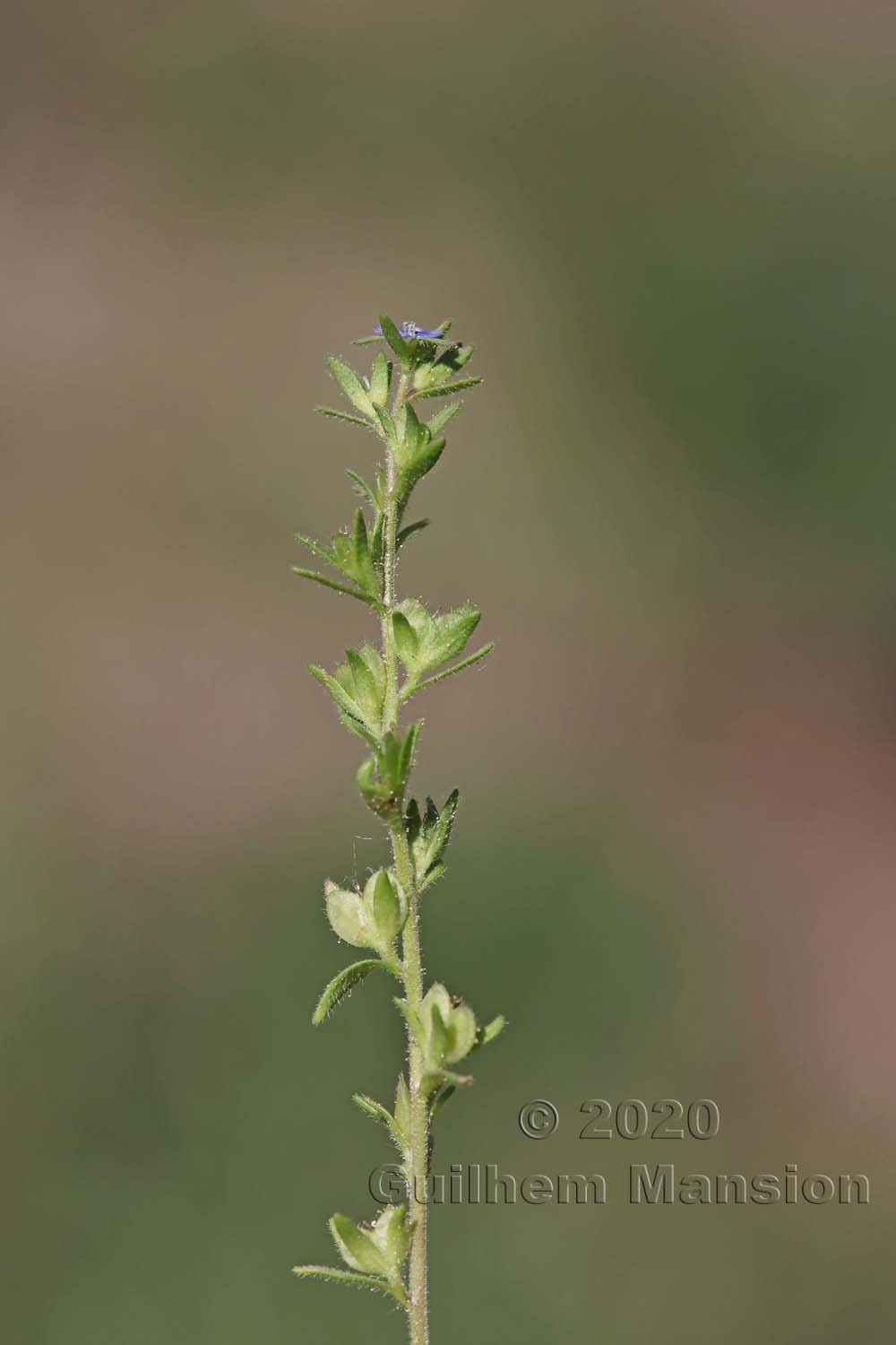 Veronica verna