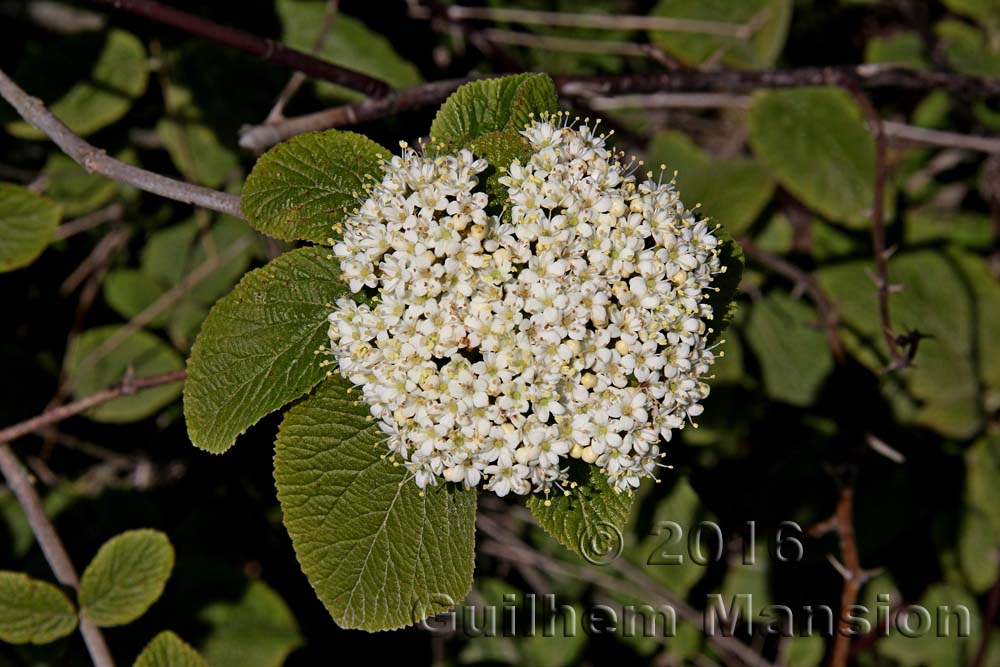 Viburnum lantana