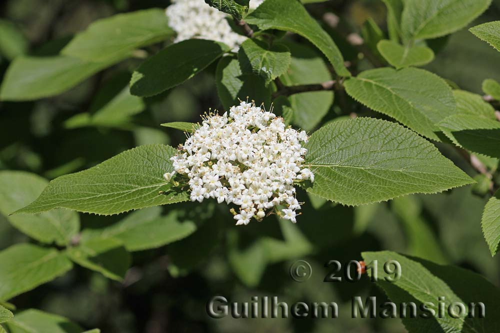 Viburnum lantana