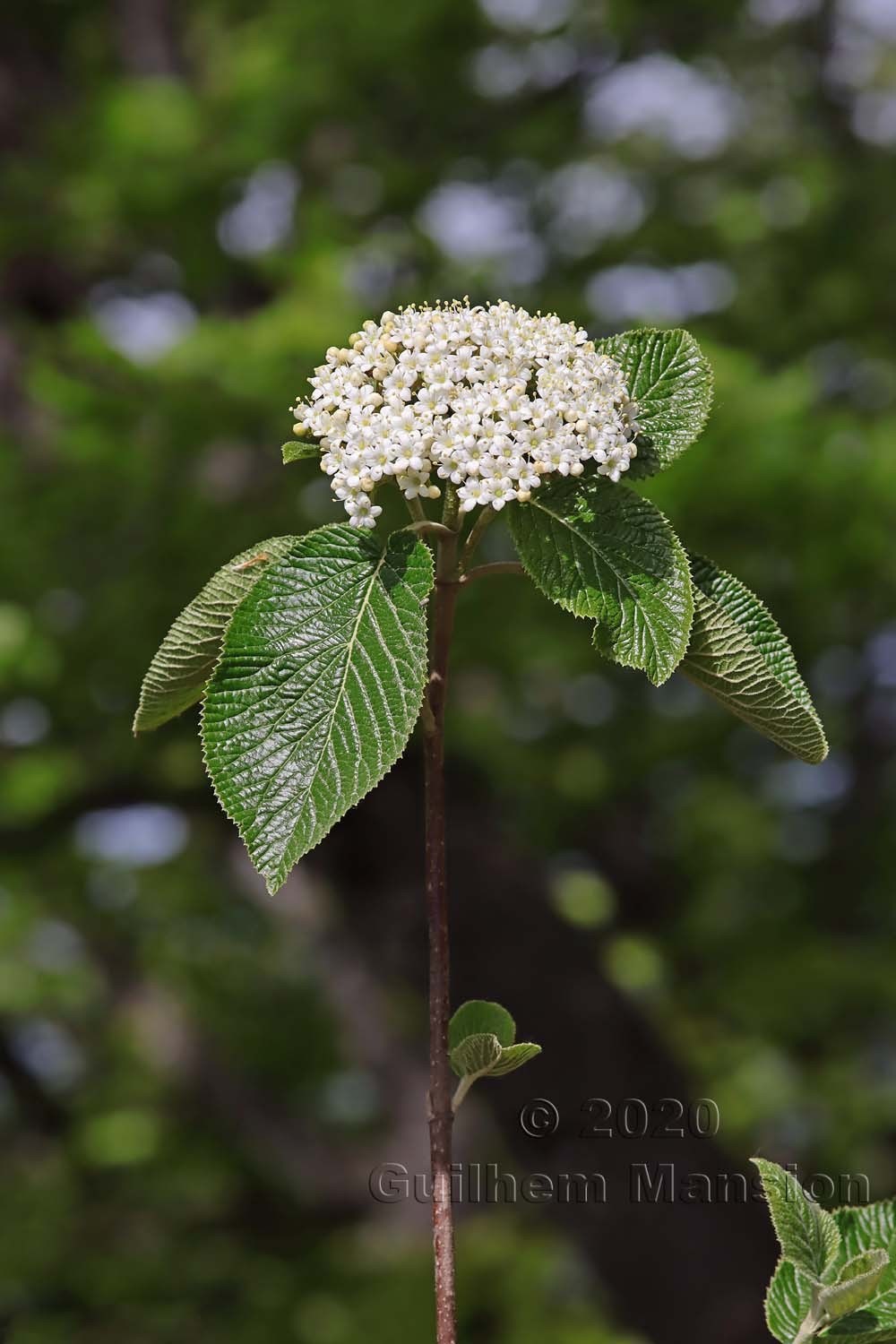 Viburnum lantana