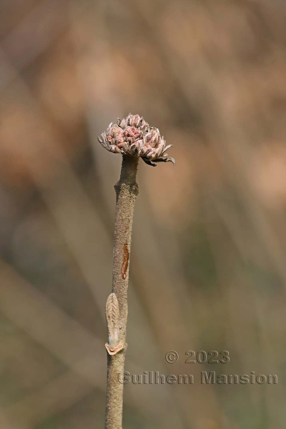 Viburnum lantana