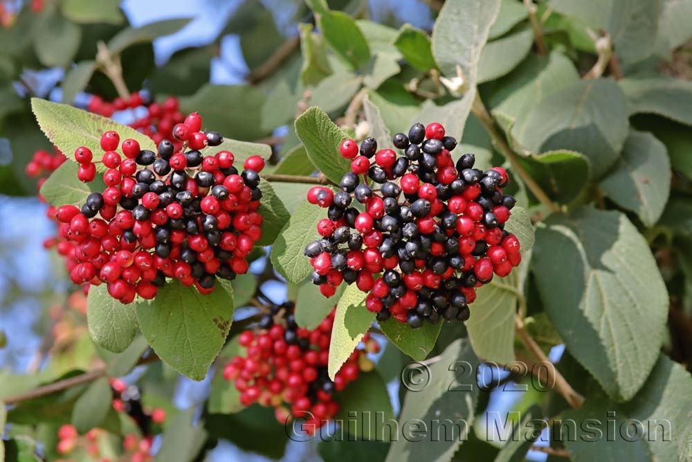 Viburnum lantana