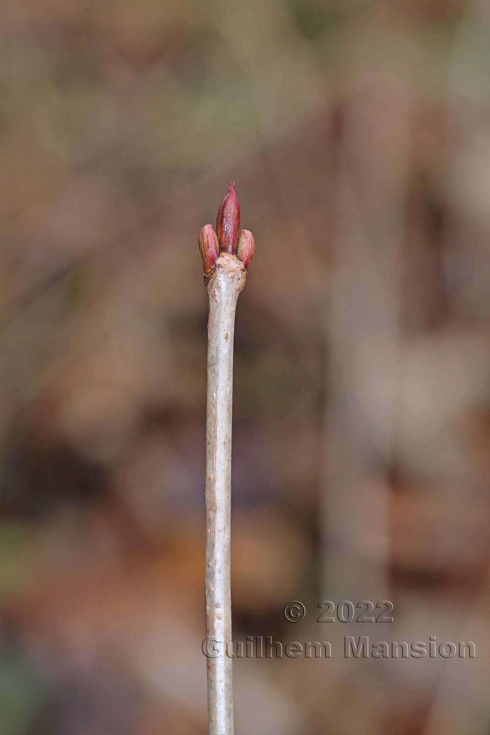 Viburnum opulus