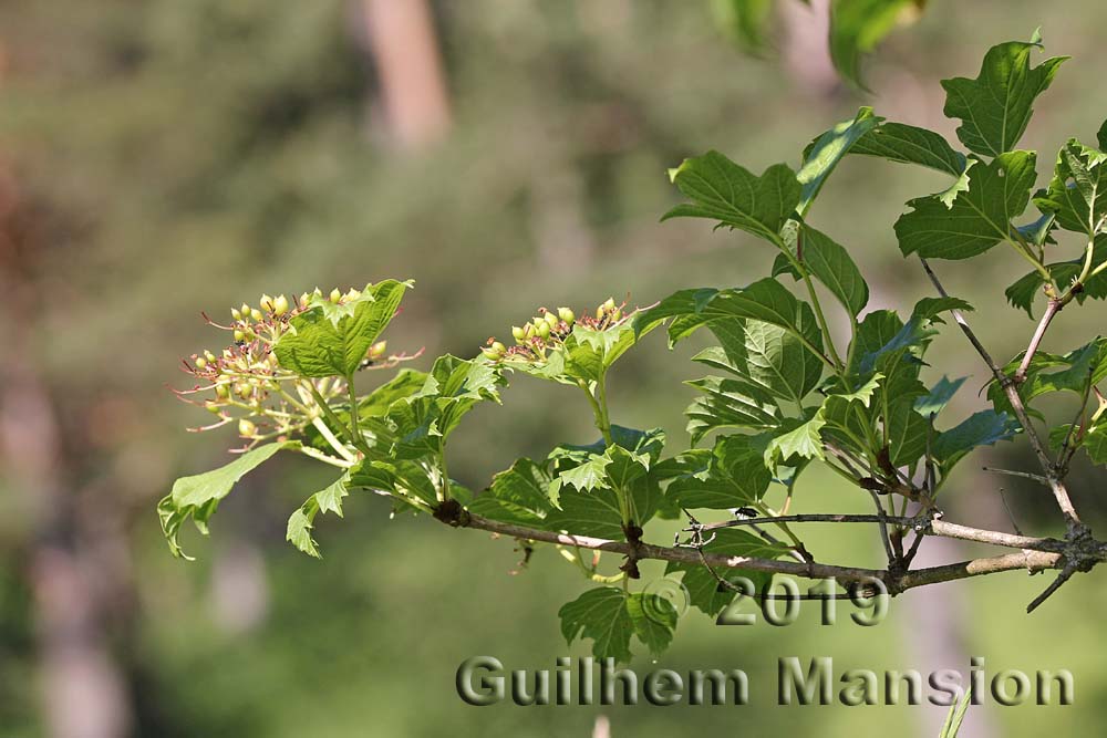 Viburnum opulus