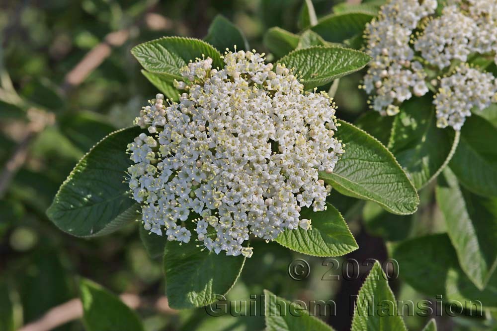 Viburnum lantana