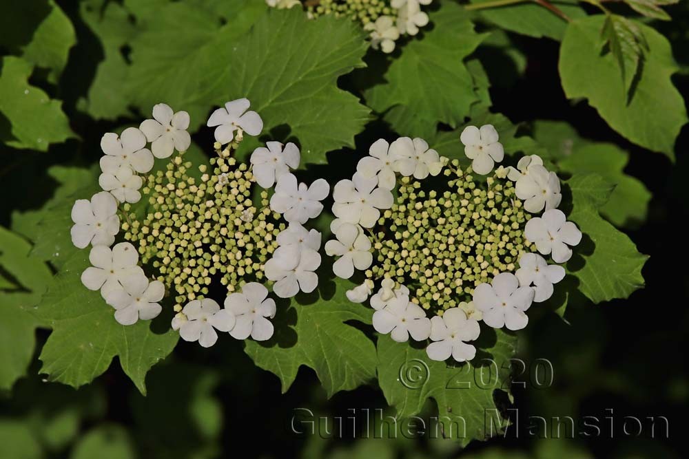 Viburnum opulus