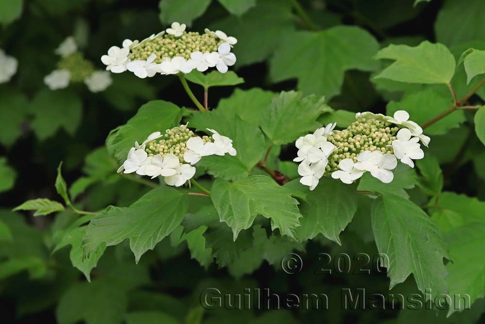 Viburnum opulus