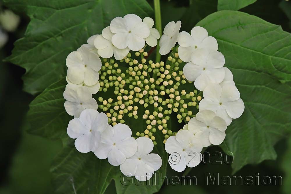 Viburnum opulus