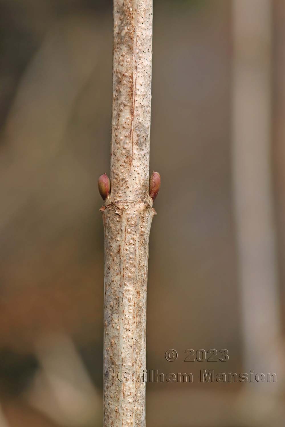 Viburnum opulus