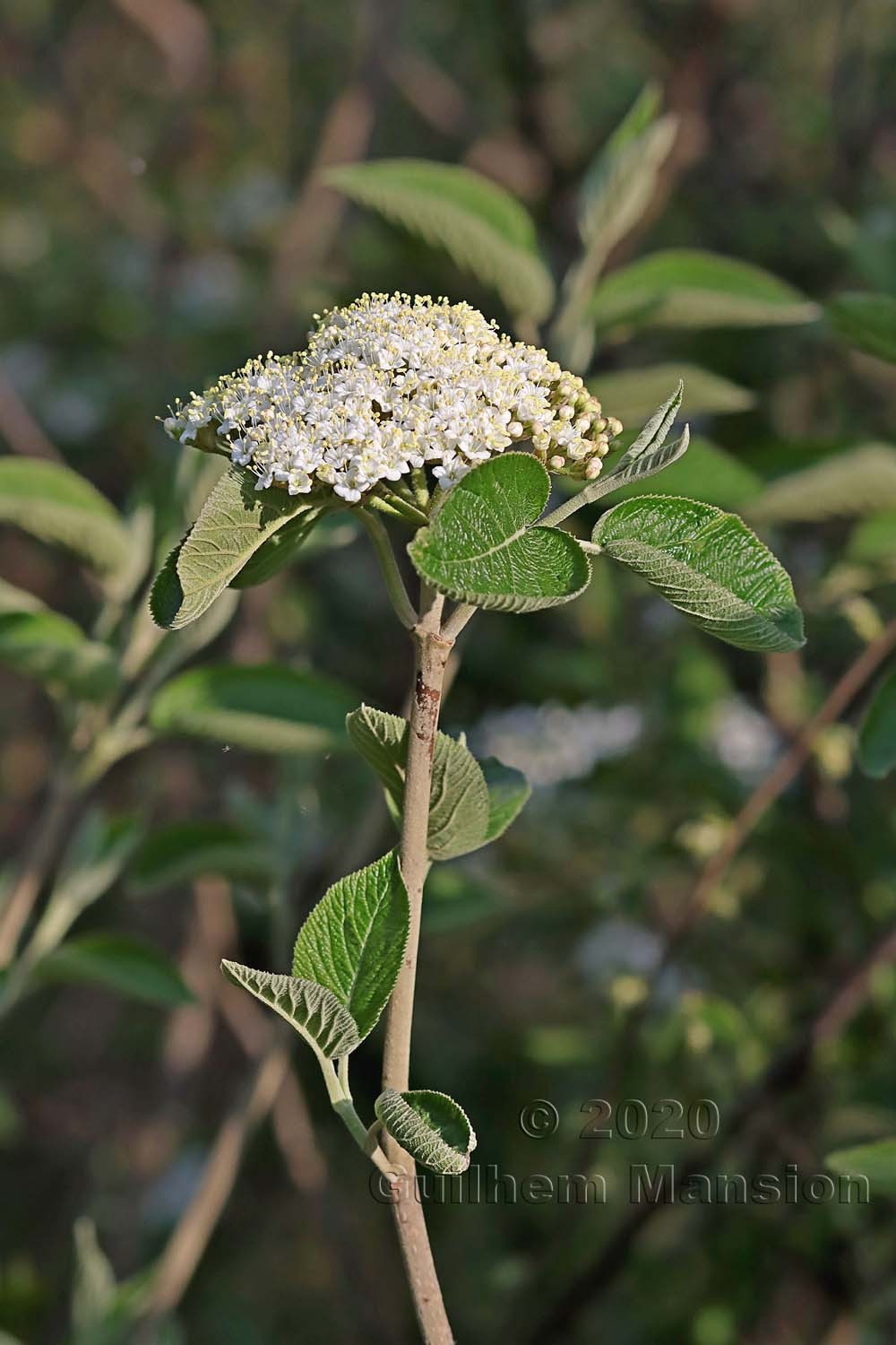 Viburnum lantana