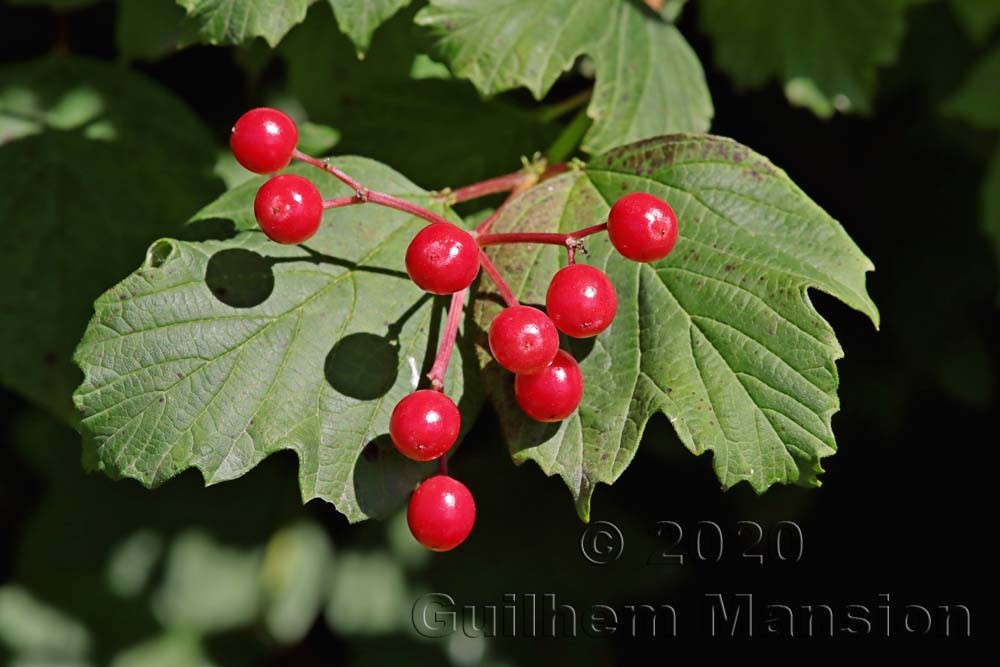 Viburnum opulus