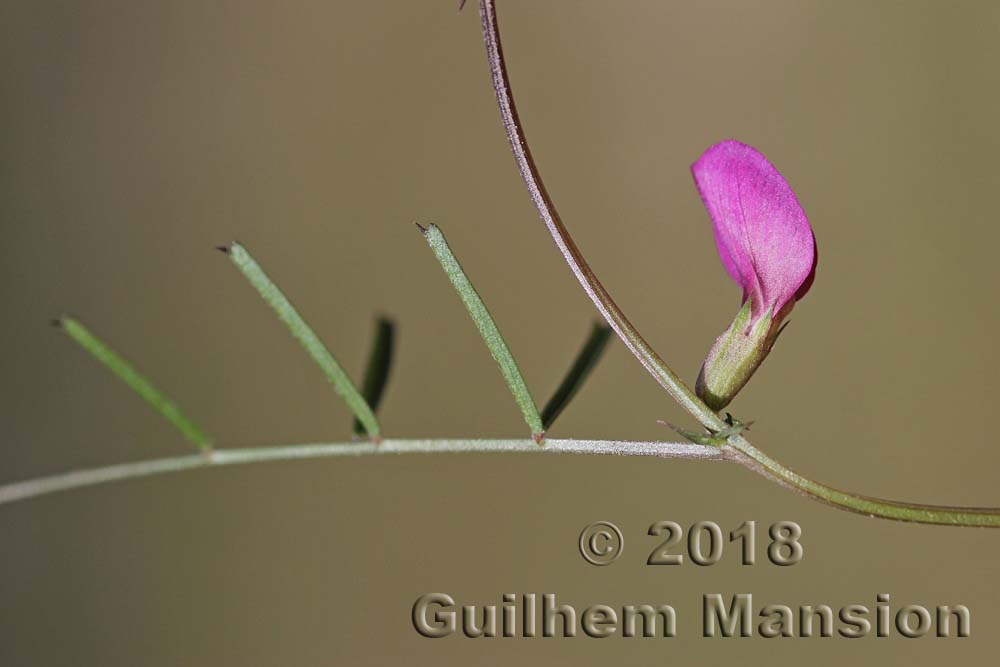 Vicia amphicarpa