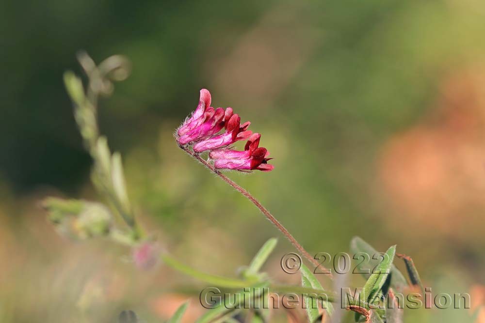 Vicia benghalensis