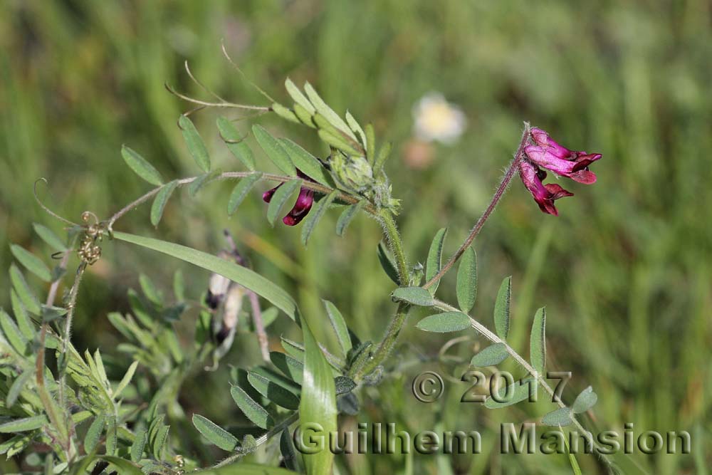 Vicia benghalensis