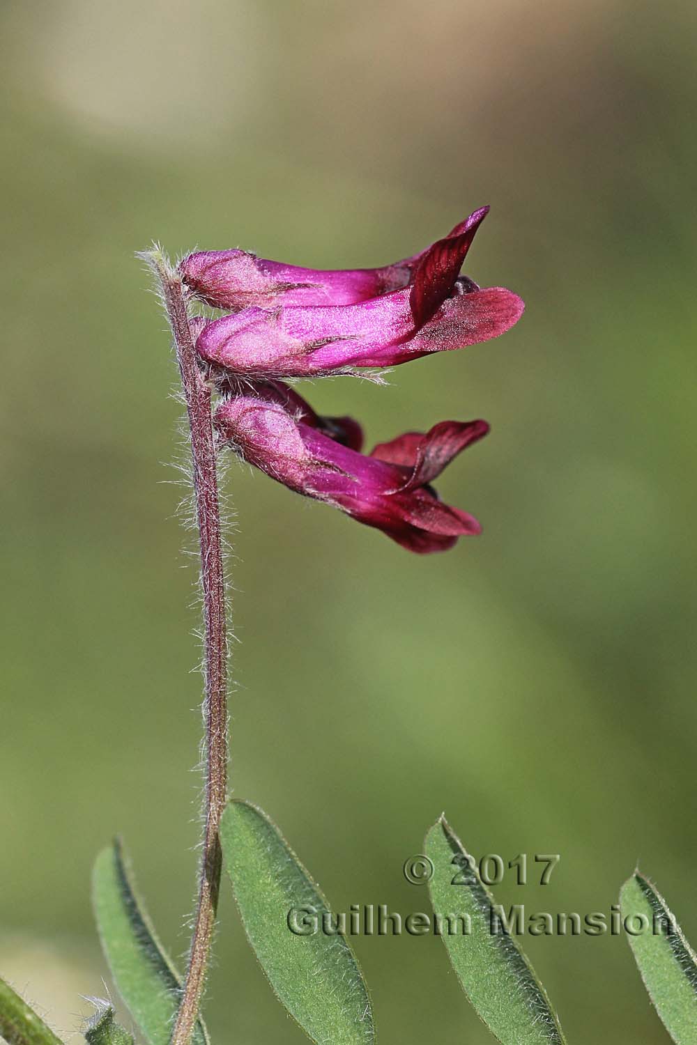 Vicia benghalensis