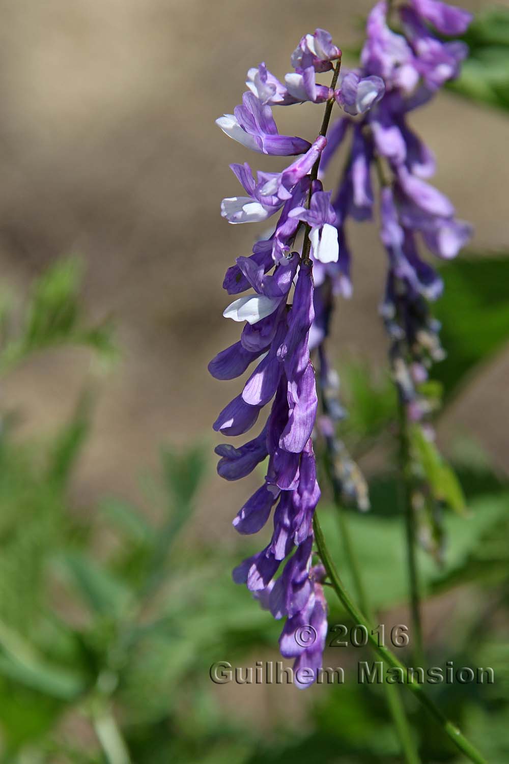 Vicia cracca