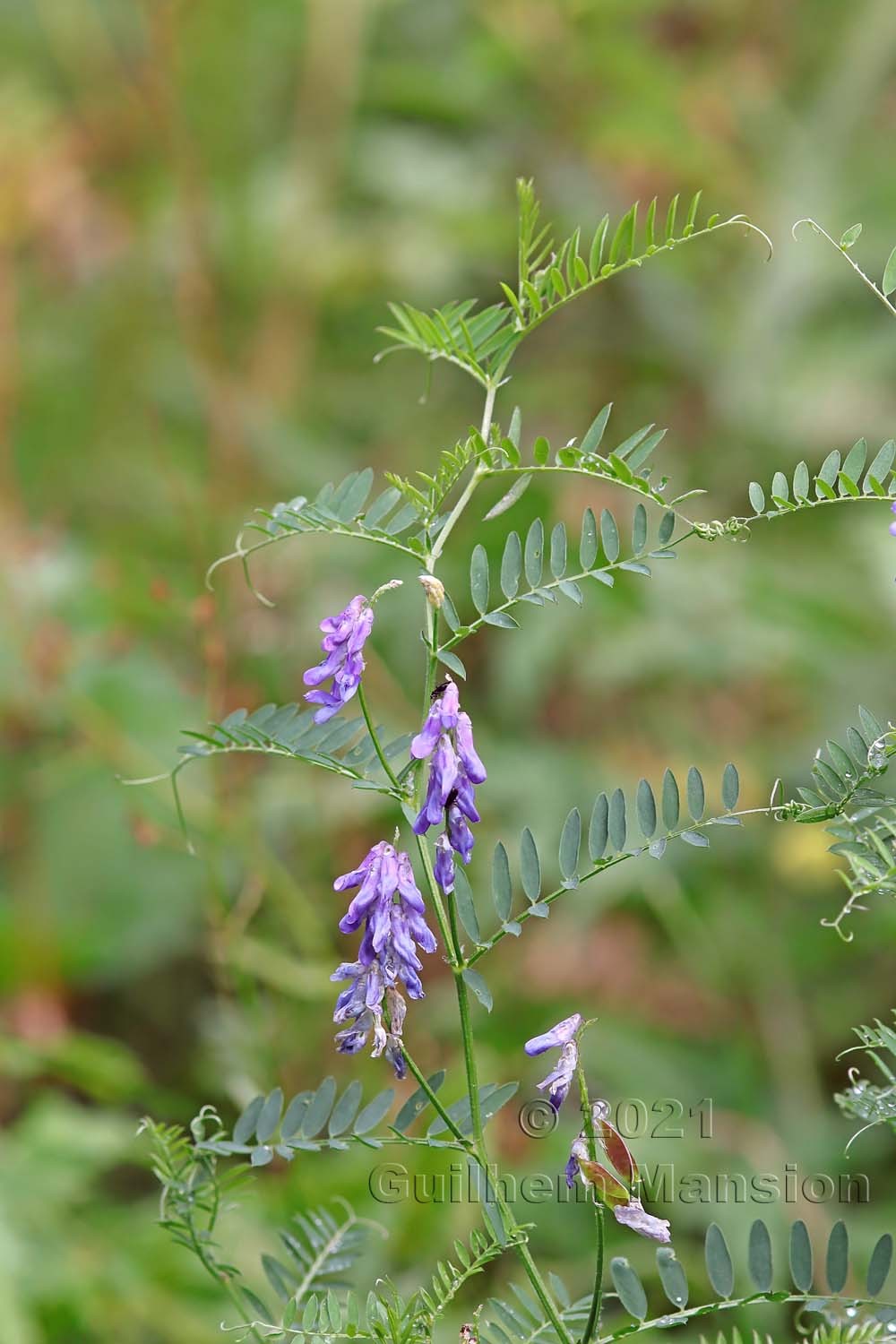 Vicia cracca