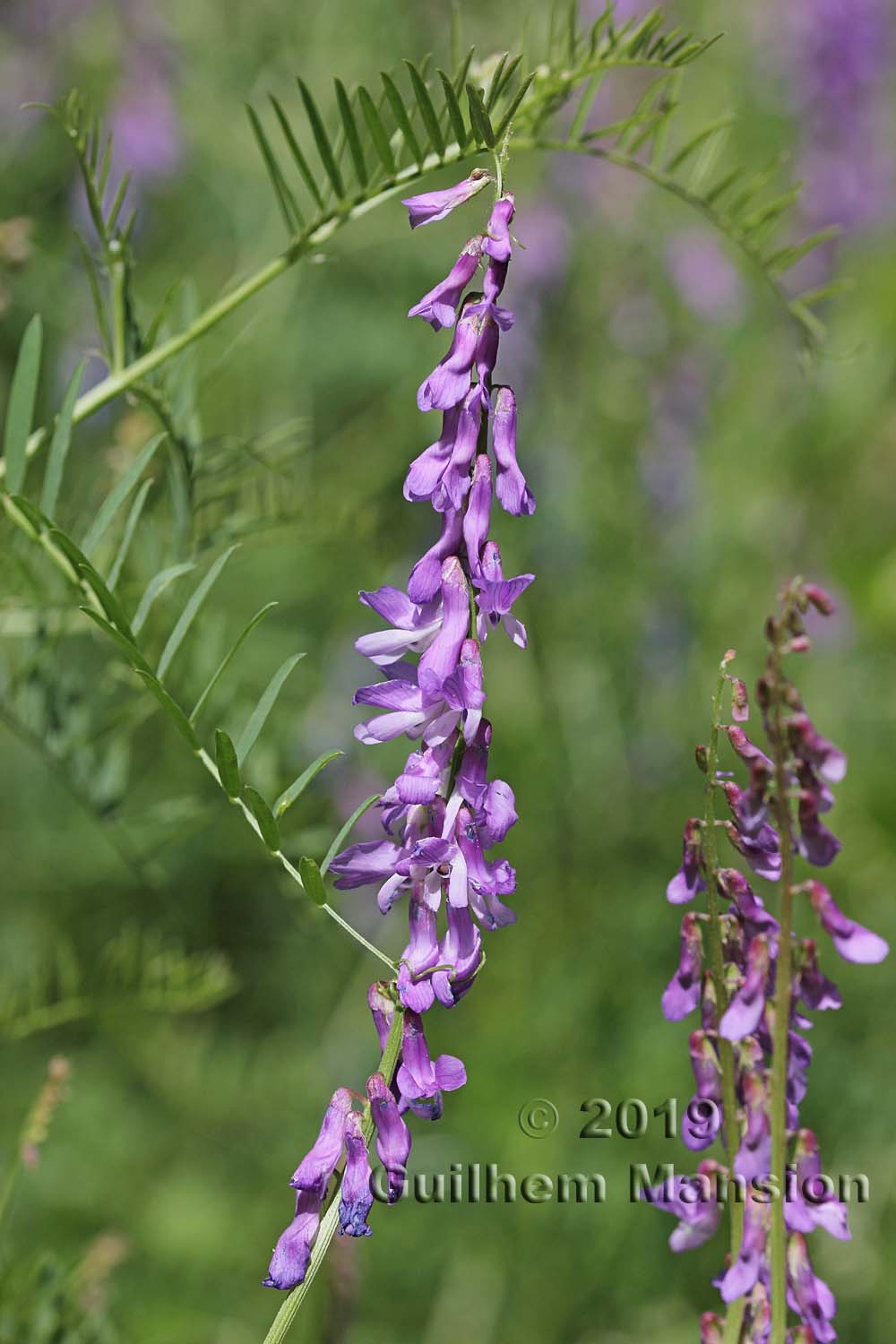 Vicia cracca subsp. tenuifolia