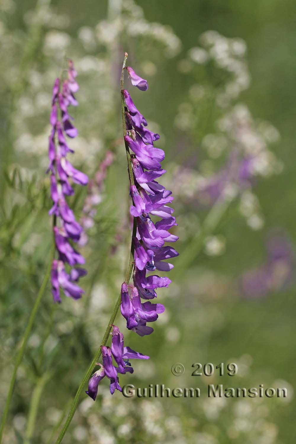 Vicia cracca subsp. tenuifolia