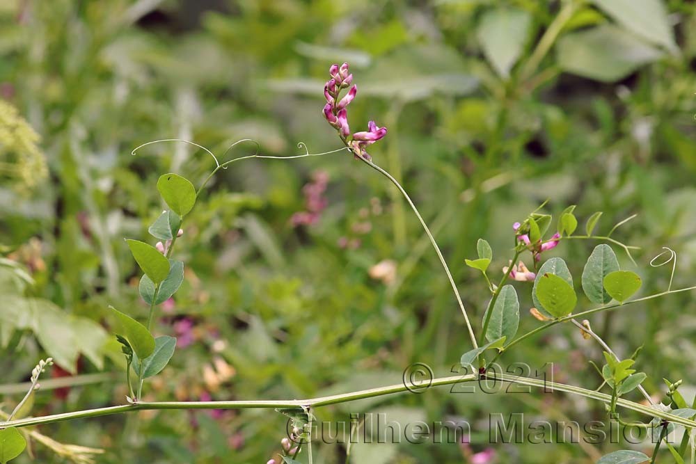 Vicia dumetorum