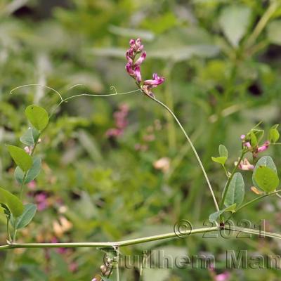 Vicia dumetorum