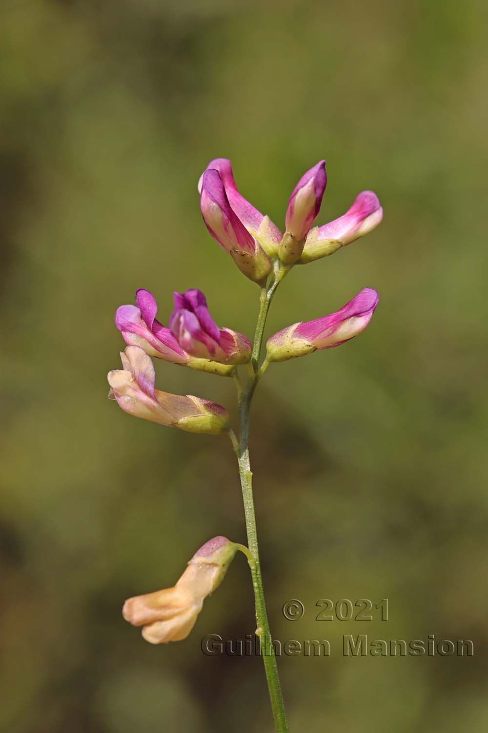 Vicia dumetorum