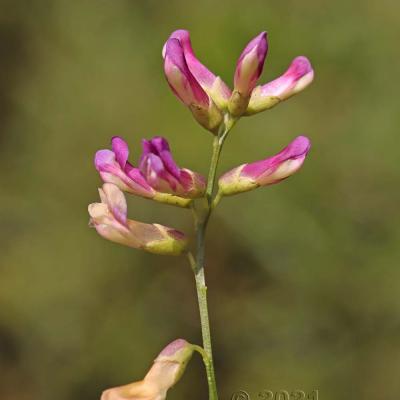 Vicia dumetorum