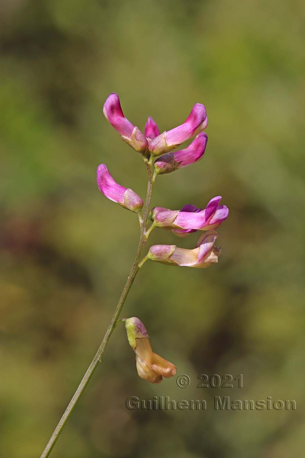 Vicia dumetorum