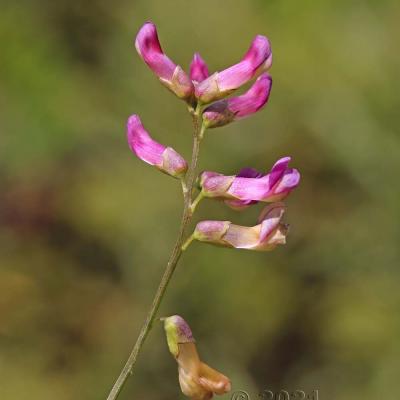 Vicia dumetorum