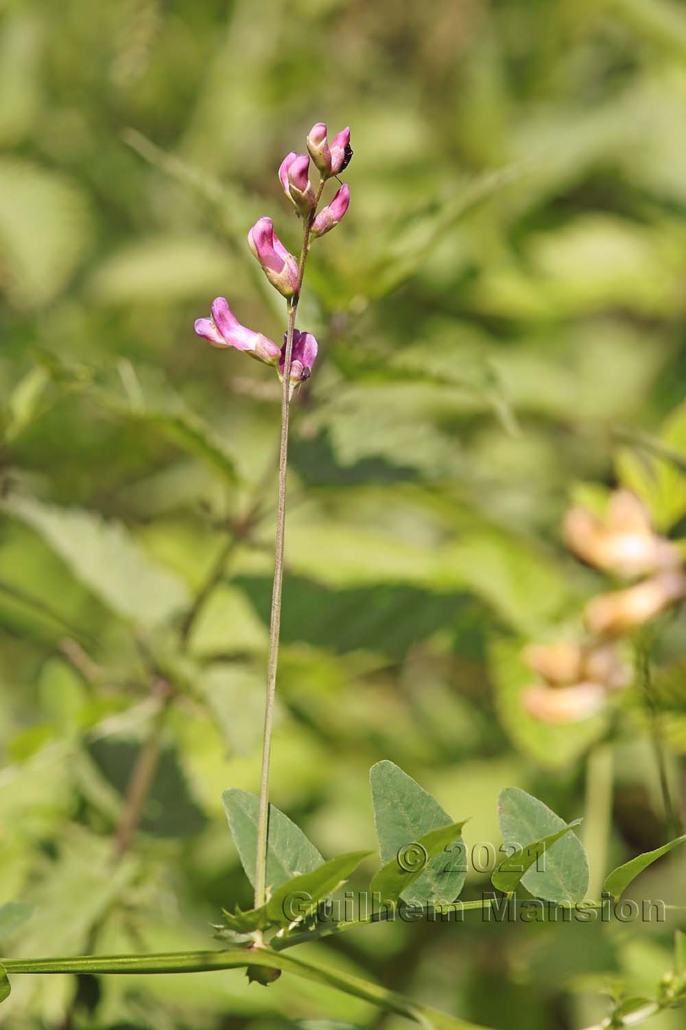 Vicia dumetorum