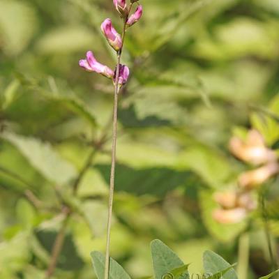 Vicia dumetorum