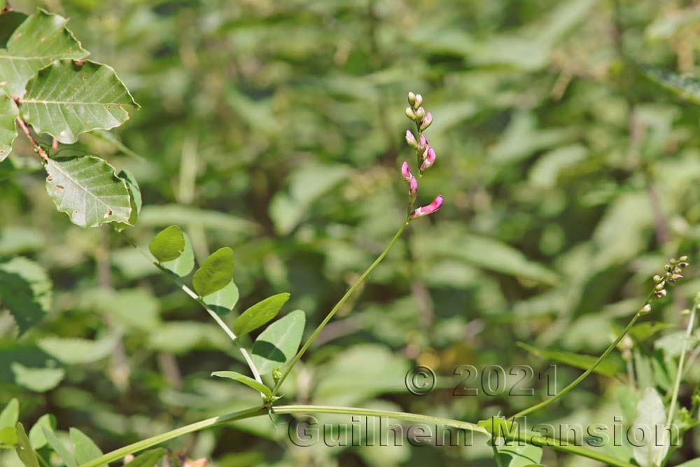 Vicia dumetorum