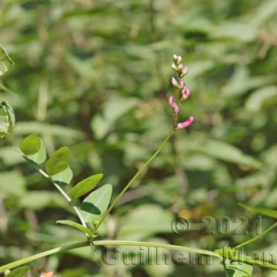 Vicia dumetorum