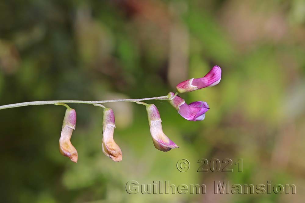 Vicia dumetorum