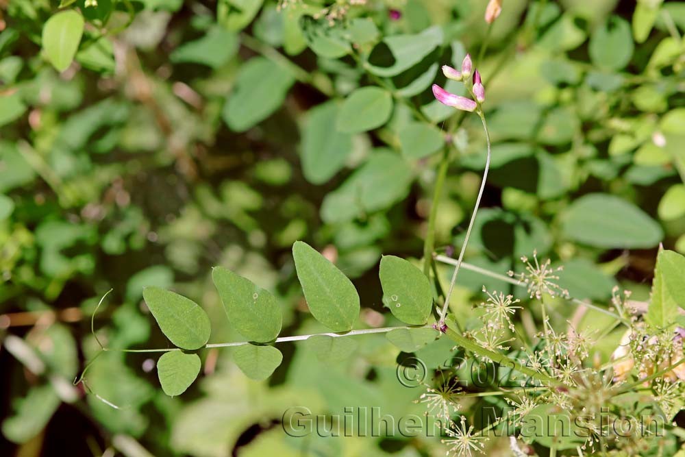 Vicia dumetorum