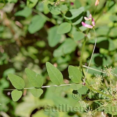 Vicia dumetorum