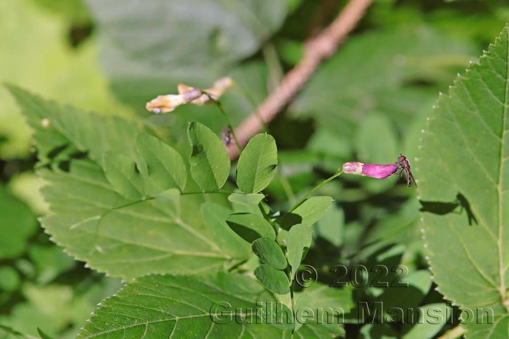 Vicia dumetorum