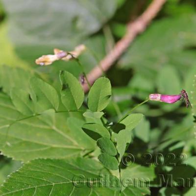 Vicia dumetorum